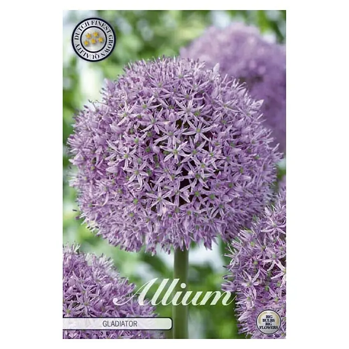 Cvjetne lukovice Allium Gladiator - Ljubičasta, Botanički opis: Allium - Pogled sprijeda