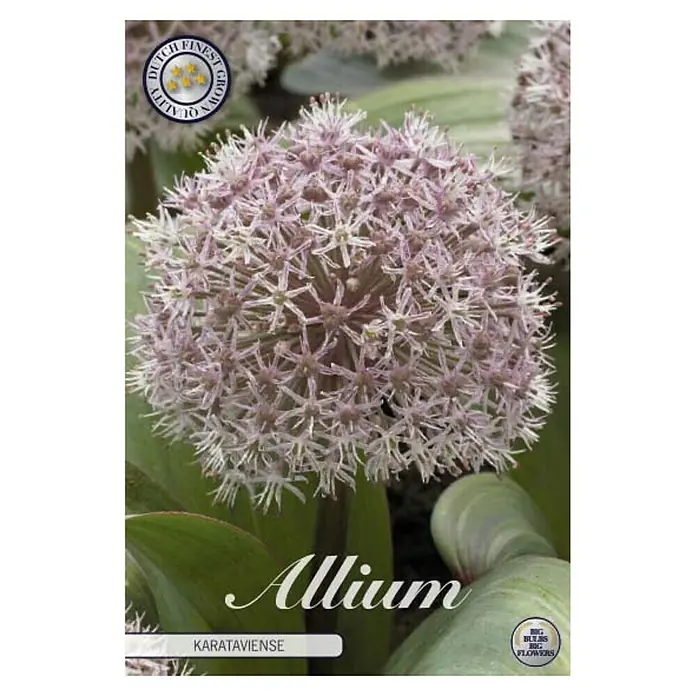 Cvjetne lukovice Allium Karataviense - Roza, Botanički opis: Allium - Pogled sprijeda