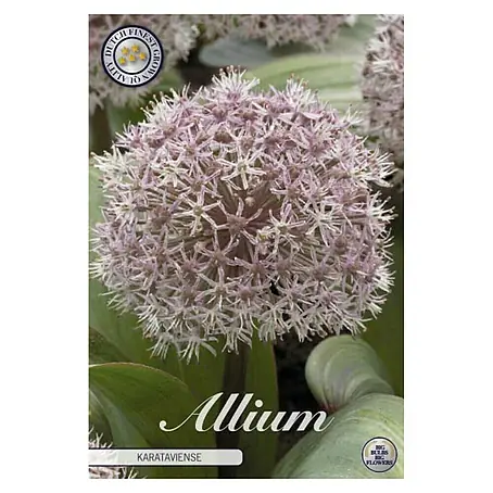 Cvjetne lukovice Allium Karataviense