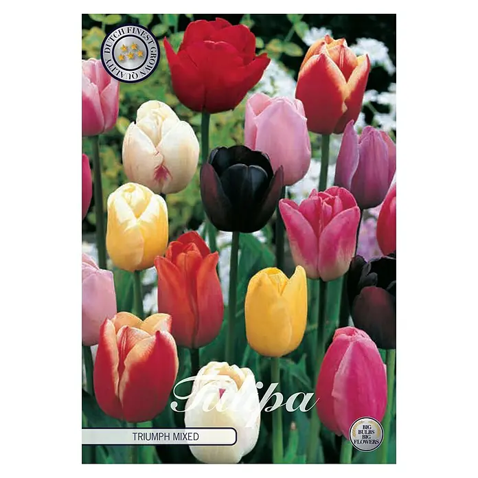 Cvjetne lukovice Tulipan Triumph - Mješane boje, Botanički opis: Tulipa - Pogled sprijeda