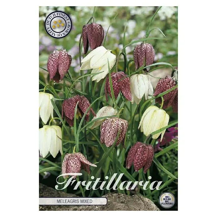 Cvjetne lukovice Fritillaria Meleagris mix - Mješane boje, Botanički opis: Fritillaria - Pogled sprijeda