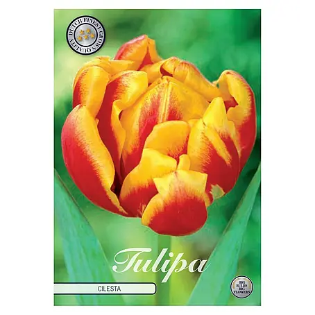 Cvjetne lukovice Tulipan Double Early Cilesta
