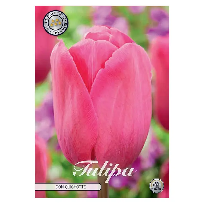 Cvjetne lukovice Tulipan Triumph Don Quichotte - Roza, Botanički opis: Tulipa - Pogled sprijeda