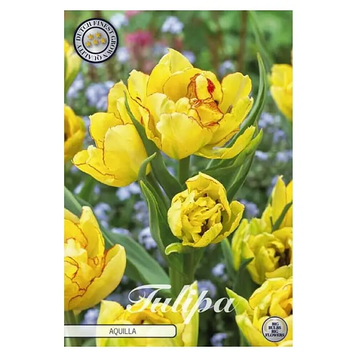 Cvjetne lukovice Tulipan Multiflora Aquilla - Žuta , Botanički opis: Tulipa - Pogled sprijeda