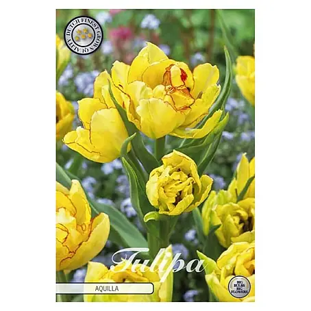 Cvjetne lukovice Tulipan Multiflora Aquilla