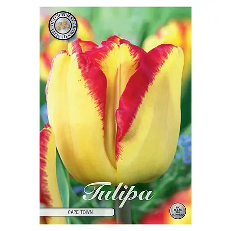 Cvjetne lukovice Tulipan Triumph Capetown
