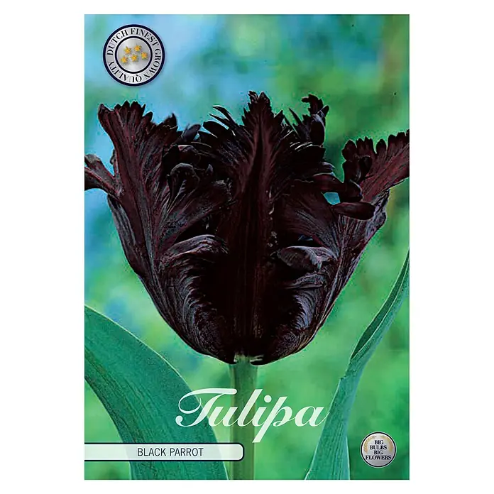 Cvjetne lukovice Tulipan Black Parrot - Tamno ljubičaste boje, Botanički opis: Tulipa - Pogled sprijeda