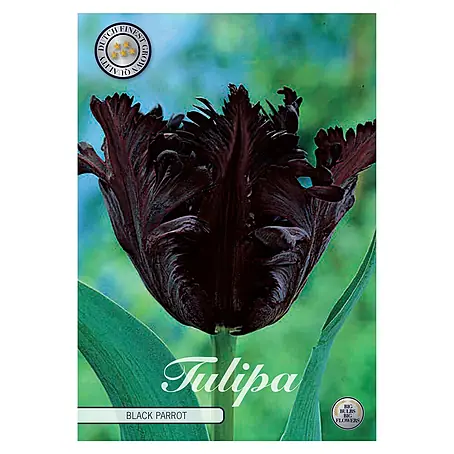 Cvjetne lukovice Tulipan Black Parrot