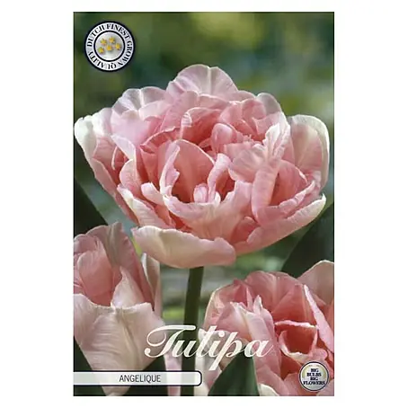 Cvjetne lukovice Tulipan Double Late Angelique
