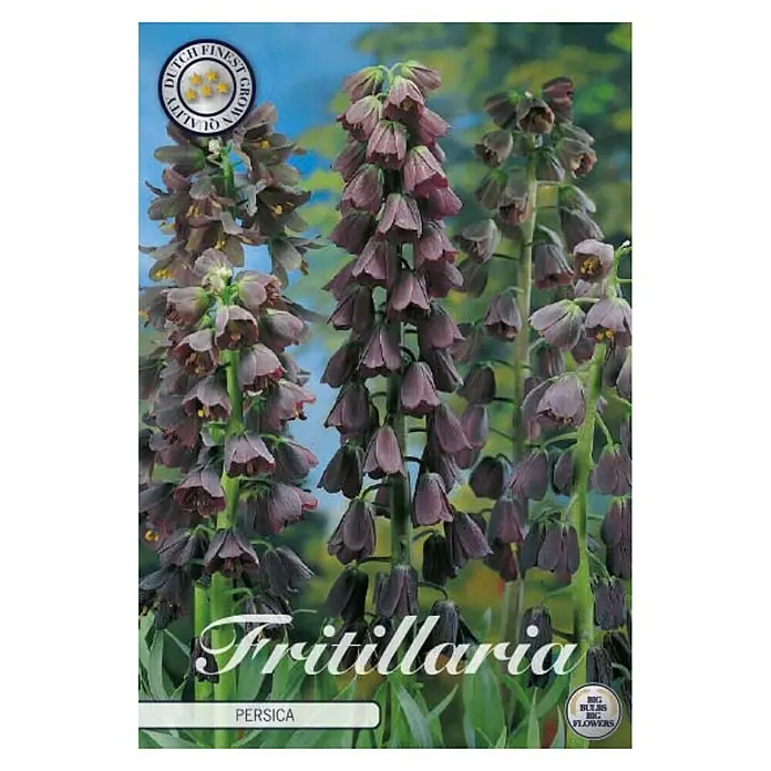Cvjetne lukovice Fritillaria Persica - Crvena, Botanički opis: Fritillaria - Pogled sprijeda