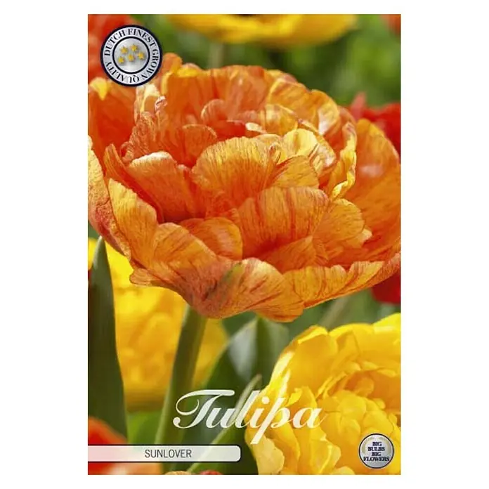 Cvjetne lukovice Tulipan Sunlover - Narančasta, Botanički opis: Tulipa - Pogled sprijeda