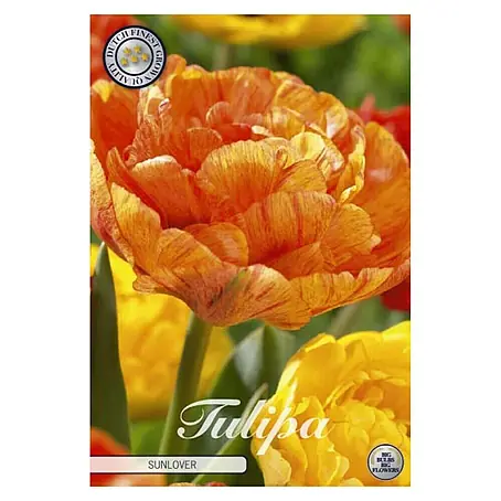 Cvjetne lukovice Tulipan Sunlover