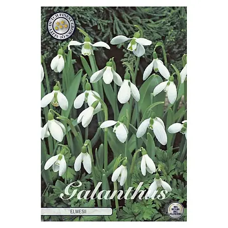 Cvjetne lukovice Galanthus Elwesiis White Visibaba