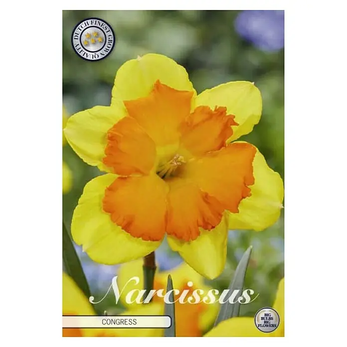 Cvjetne lukovice Narcisa Splitcrown Congress - Žuta, Botanički opis: Narcissus - Pogled sprijeda