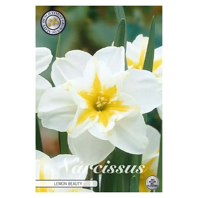 Cvjetne lukovice Narcisa Splitcrown Lemon Beauty - bijele boje, Botanički opis: Narcissus - Pogled sprijeda