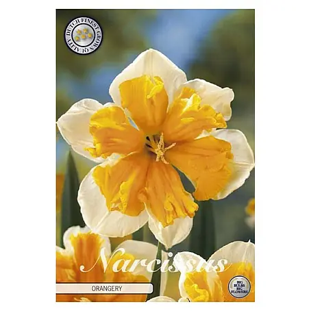 Cvjetne lukovice Narcisa Splitcrown Orangery