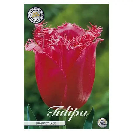 Cvjetne lukovice Tulipan Fringed Burgundy Lace