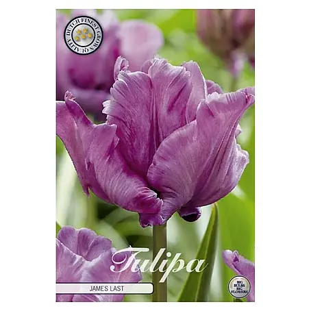 Cvjetne lukovice Tulipan Parrot James Last