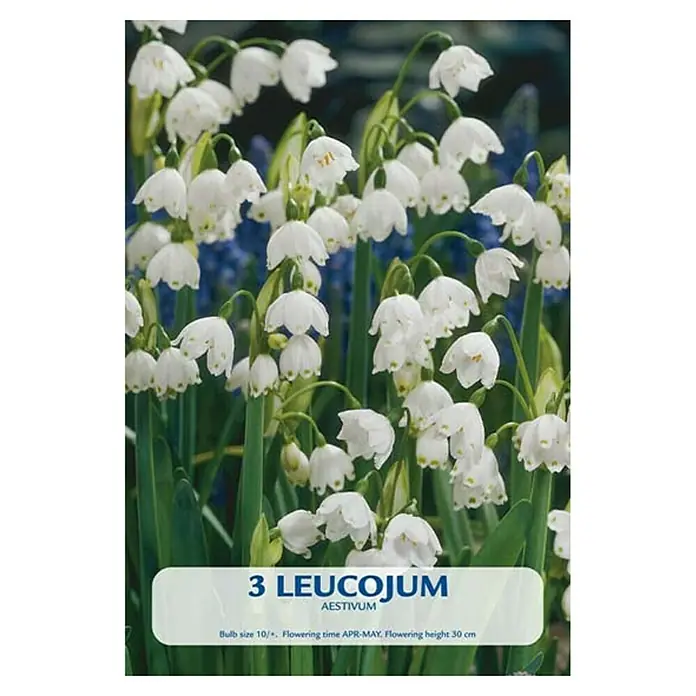 Cvjetne lukovice Leucojum aestivum - Bijela, Botanički opis: Leucojum - Pogled sprijeda