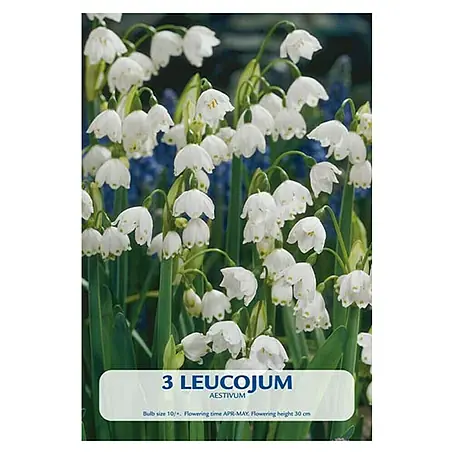 Cvjetne lukovice Leucojum aestivum
