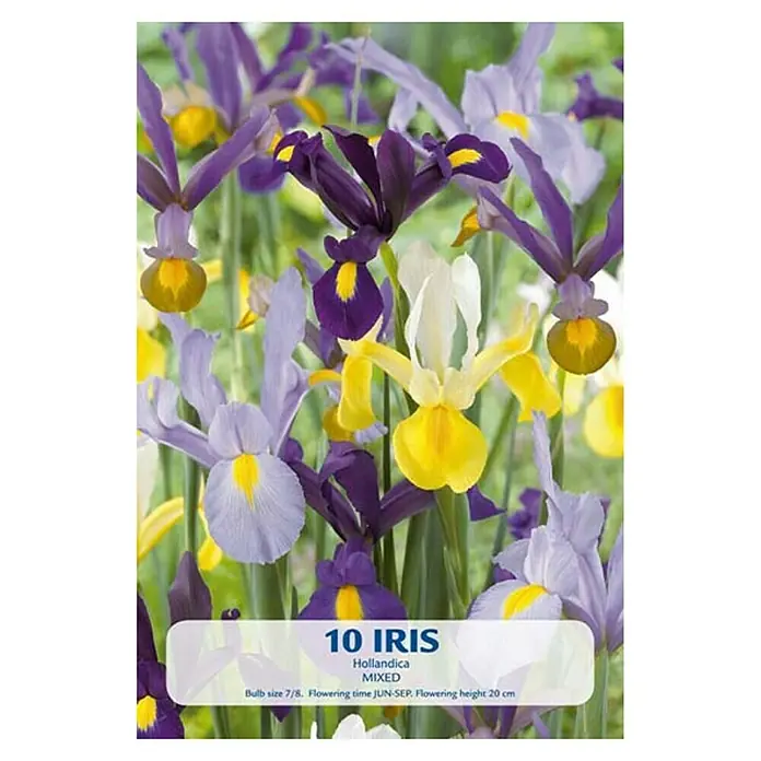 Cvjetne lukovice Perunika Hollandica - Mješane boje, Botanički opis: Iris - Pogled sprijeda