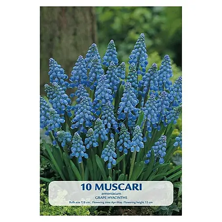Cvjetne lukovice Budget Collection Muscari