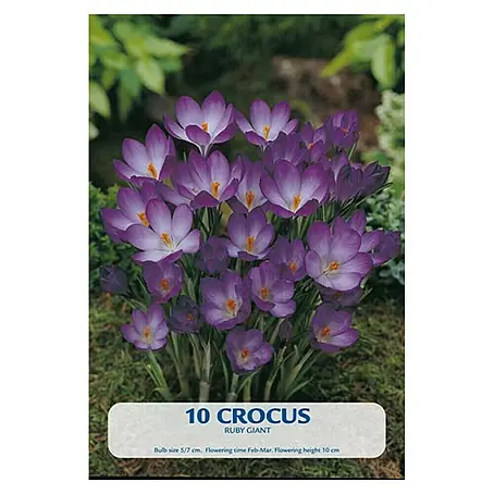 Cvjetne lukovice Crocus Ruby Giant