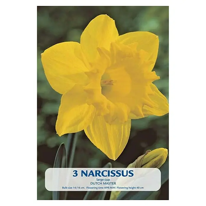 Cvjetne lukovice Narcisa Dutch Master - Žuta, Botanički opis: Narcissus - Pogled sprijeda