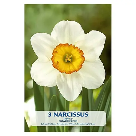 Cvjetne lukovice Narcisa Flower Record