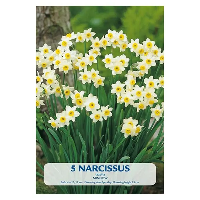 Cvjetne lukovice Narcisa Budget Collection Minnow - Bijela, Botanički opis: Narcissus - Pogled sprijeda