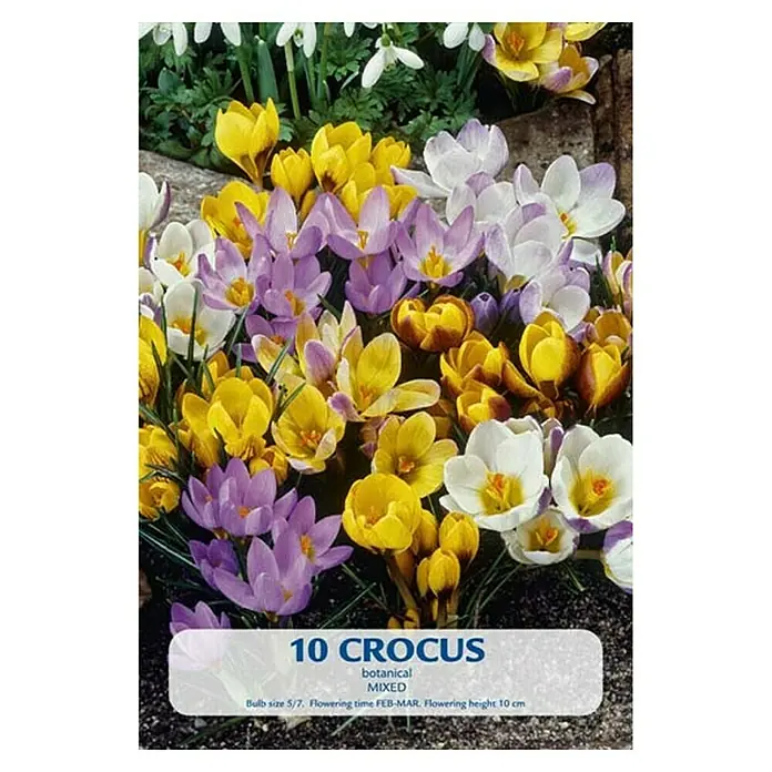 Cvjetne lukovice Šafran Botanical Mixed - Mješane boje, Botanički opis: Crocus - Pogled sprijeda
