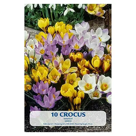 Cvjetne lukovice Šafran Botanical Mixed
