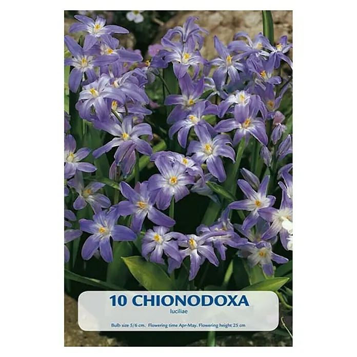 Cvjetne lukovice Chionodoxa Luciliae - Ljubičasta, Botanički opis: Chionodoxa - Pogled sprijeda