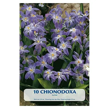 Cvjetne lukovice Chionodoxa Luciliae