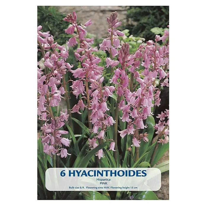 Cvjetne lukovice Hyacinthoides Hispanica Pink - Roza, Botanički opis: Hyacinthoides - Pogled sprijeda