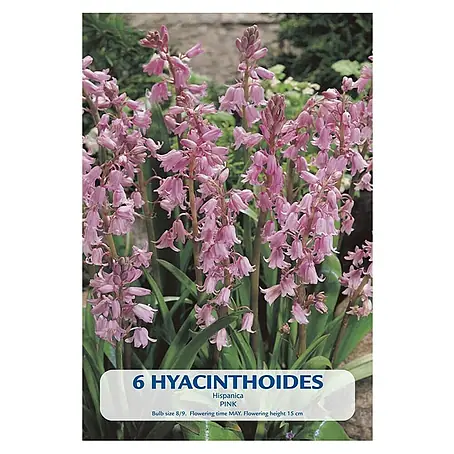 Cvjetne lukovice Hyacinthoides Hispanica Pink