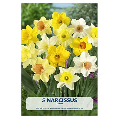 Cvjetne lukovice Narcissus mixed