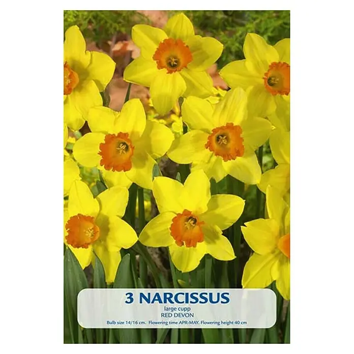 Cvjetne lukovice Narcisa Red Devon - Žuta, Botanički opis: Narcissus - Pogled sprijeda