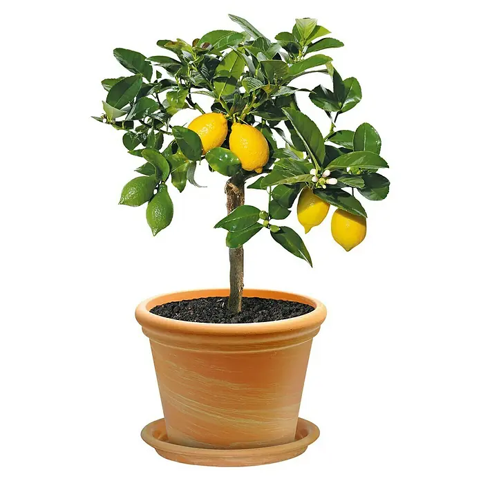 Pflanztopf - Max. Außendurchmesser: 24 cm, Höhe: 18 cm, Naturmaterialien - Vorderansicht