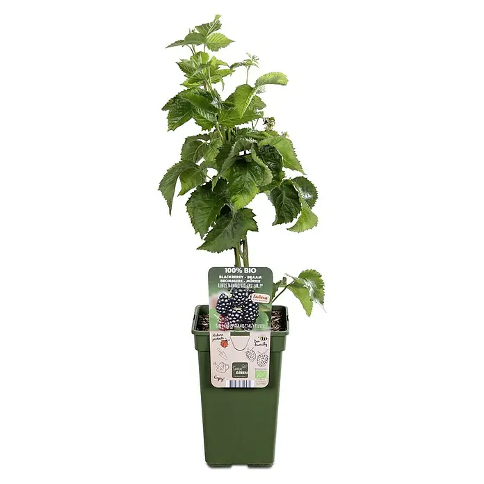 Tasty Green Brombeere Bio - Rubus fruticosus 'Navaho® Bigandearly®' - Vorderansicht