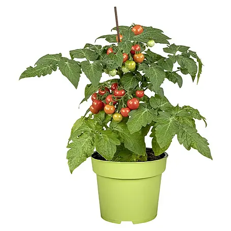 Piardino  Tomate Bio