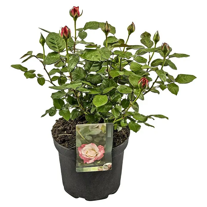 Piardino Edelrose 'Nostalgie'® - Rosa 'Nostalgie', Blütenfarbe: Weiß/Rot - Vorderansicht