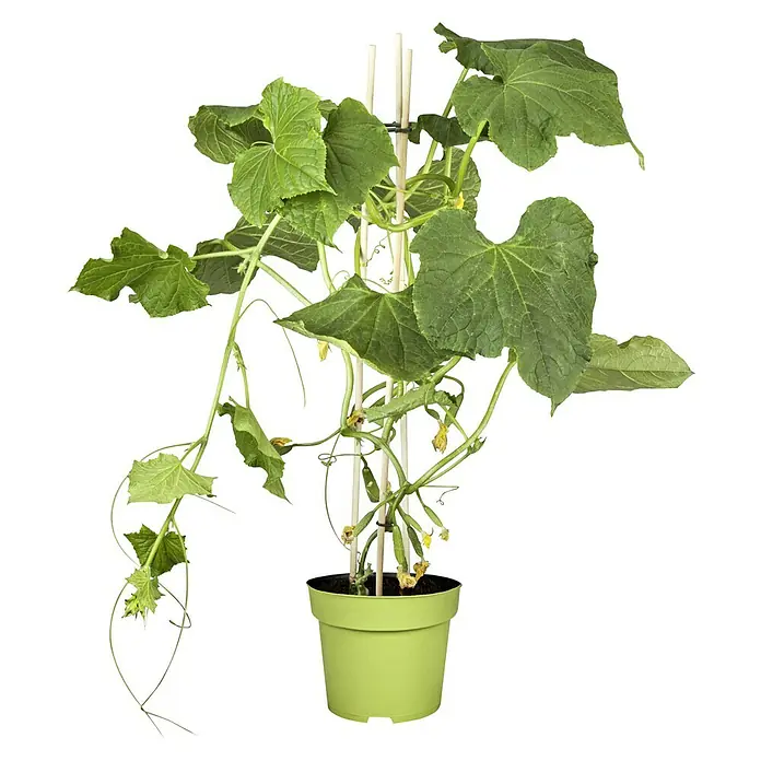 Piardino Gurke - Cucumis sativus, 19 cm, Erntezeit: August - Oktober - Vorderansicht