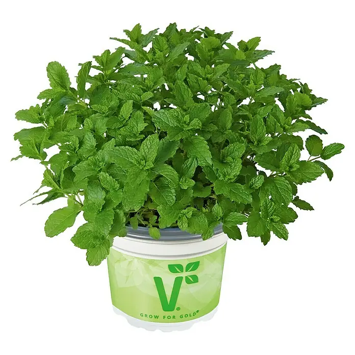 Piardino Minze - Mentha spicata, Topfgröße: 12 cm - Vorderansicht