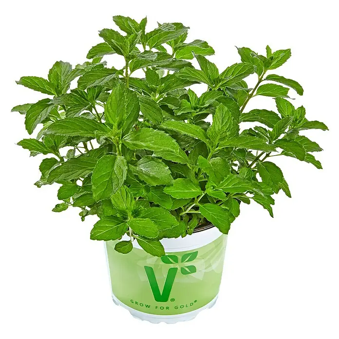 Piardino Pfefferminze Bio - Mentha x  piperita, Topfgröße: 12 cm - Vorderansicht