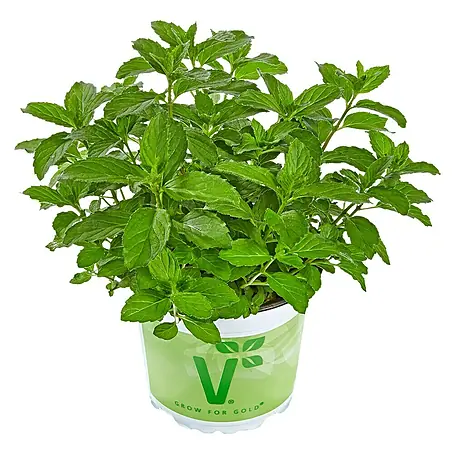 Piardino  Pfefferminze Bio