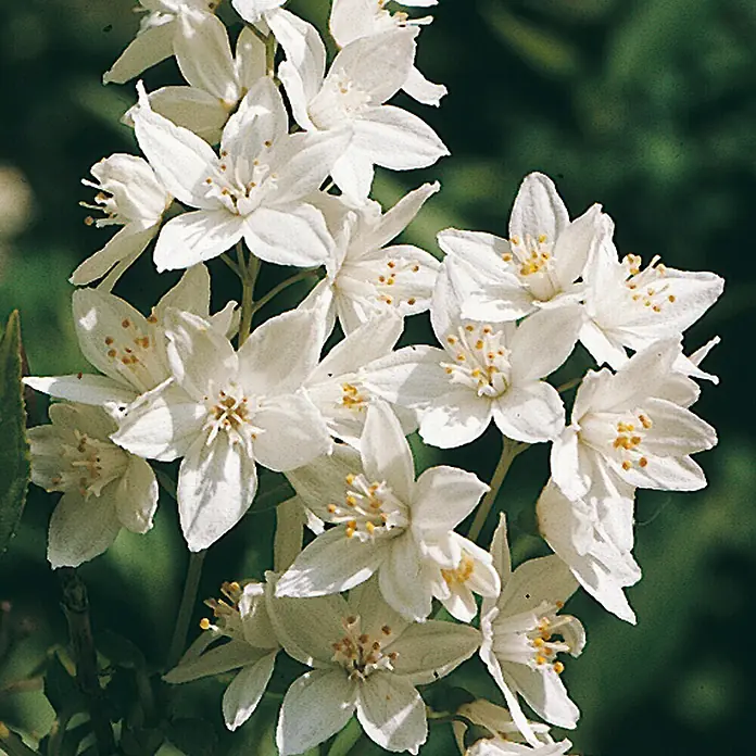 Piardino Pflanzen-Mix Blühsträucher in Arten/Sorten - Cornus, Deutzia, Forsythia, Ribes, Spiraea, Weigela, uvm, Topfvolumen: 5 l - Detailaufnahme