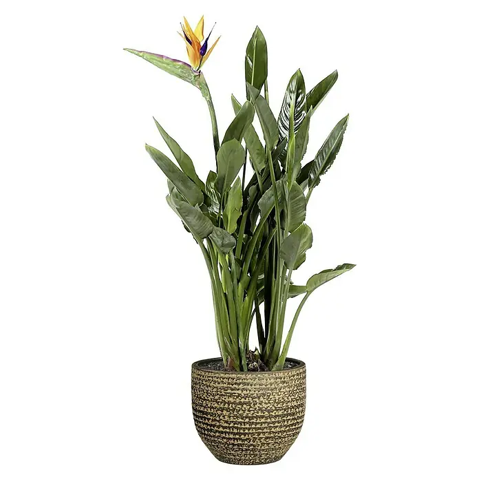Übertopf rund Carrie - Außenmaß (Ø x H): 14 x 12 cm, Braun, Naturmaterialien - Vorderansicht