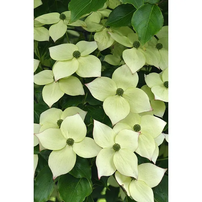 Piardino Pflanzen-Mix Blühsträucher in Arten/Sorten - Cornus, Deutzia, Forsythia, Ribes, Spiraea, Weigela, uvm, Topfvolumen: 5 l - Detailaufnahme