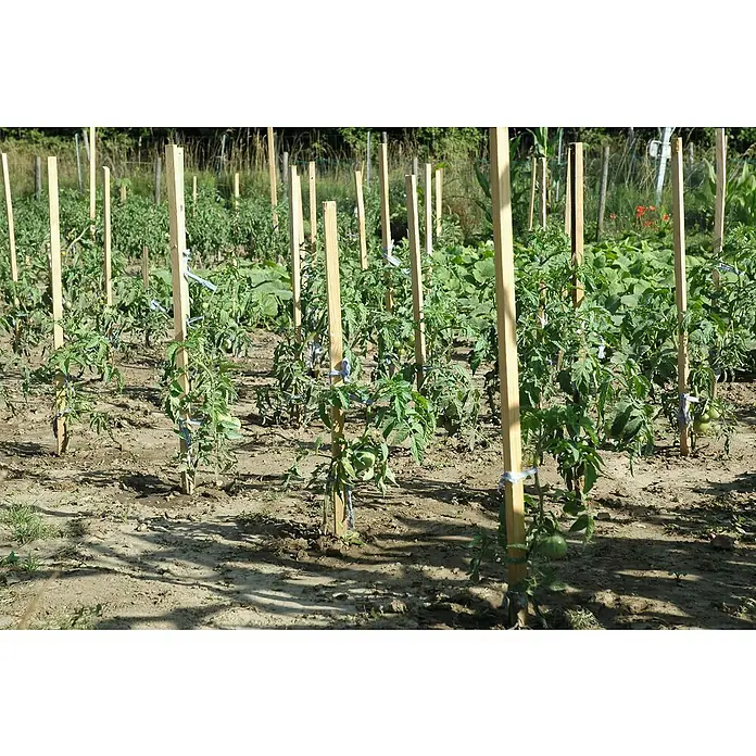 Potporni štap za biljke - 2,2 x 2,2 x 150 cm - Živopisni prikaz